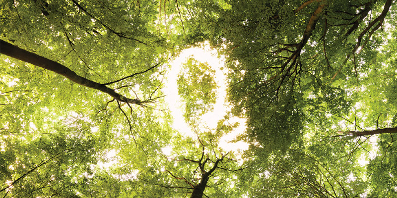 bilancio-di-sostenibilita-alberi